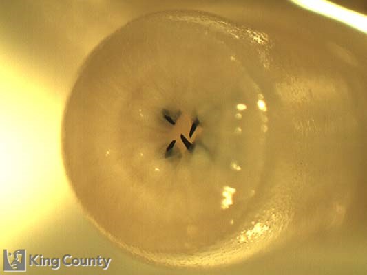 Photo of Polychaete - Hemipodus borealis